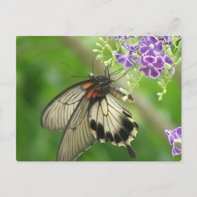 Butterfly Pollinating Postcard (Front)