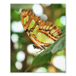 Butterfly Posing Close Up 8x10 Photo Print