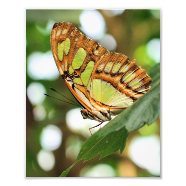 Butterfly Posing Close Up 8x10 Photo Print (Front)