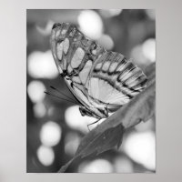 Butterfly Posing In Black And White Nature