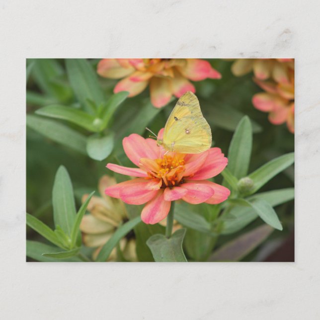 Butterfly Postcard (Front)