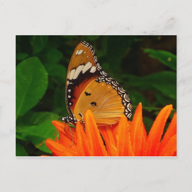 Butterfly Postcard (Front)