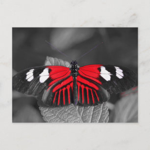 Butterfly Postcard