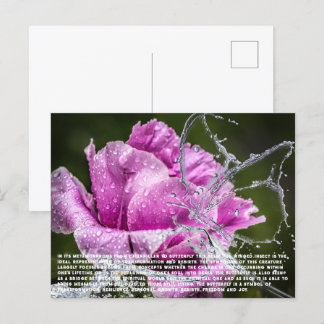 Butterfly Postcard