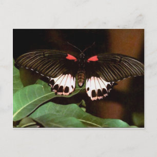 Butterfly Postcard