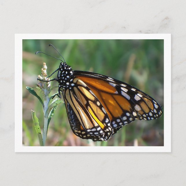 Butterfly Postcard (Front)