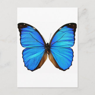 Butterfly Postcard