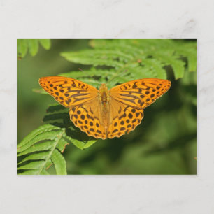 Butterfly Postcard