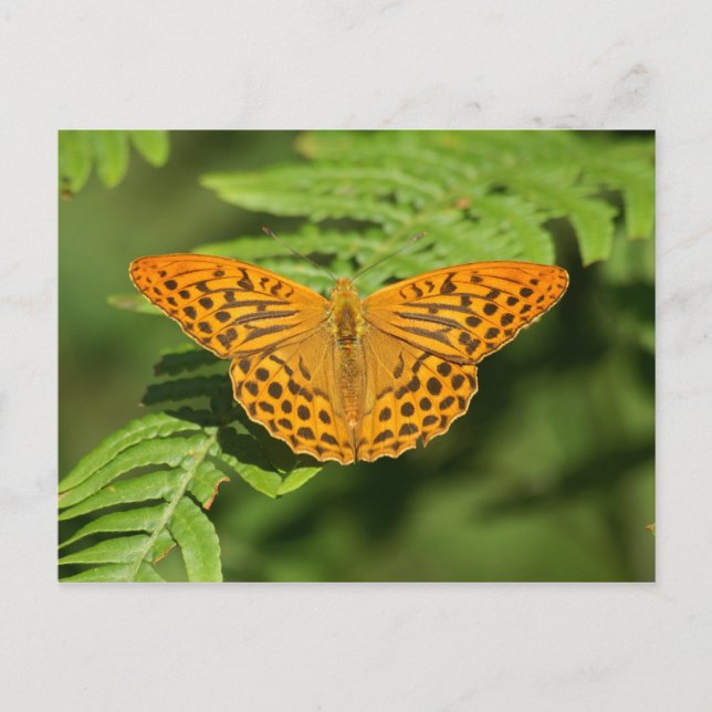 Butterfly Postcard (Front)