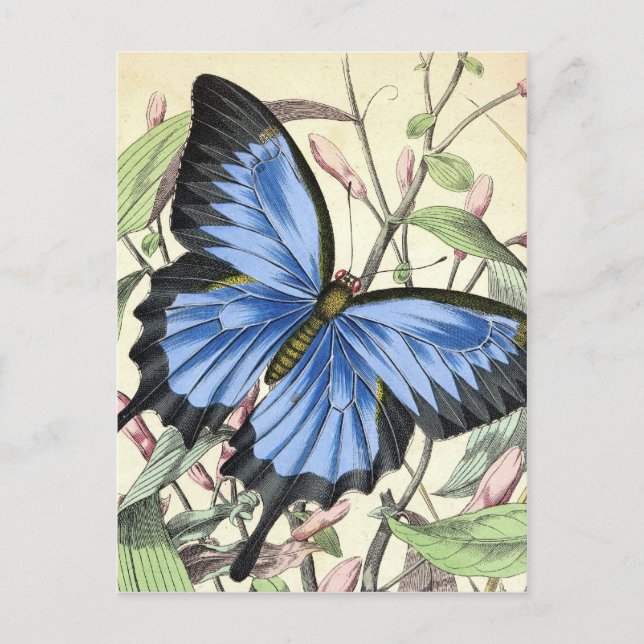 Butterfly Postcard (Front)
