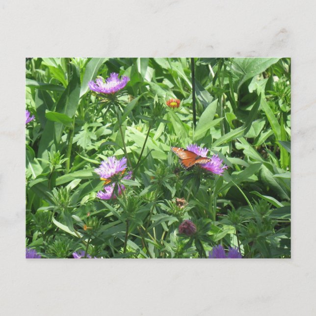 butterfly postcard (Front)