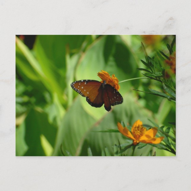 Butterfly Postcard (Front)