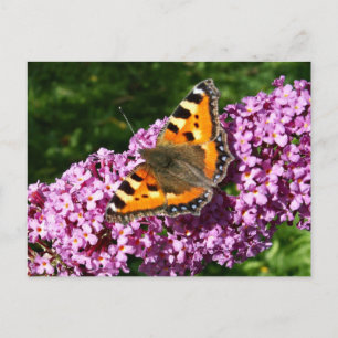 Butterfly Postcard