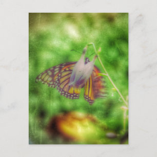 Butterfly Postcard