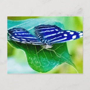 Butterfly Postcard