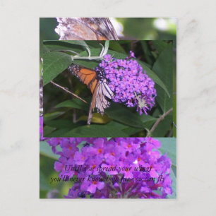 butterfly... postcard