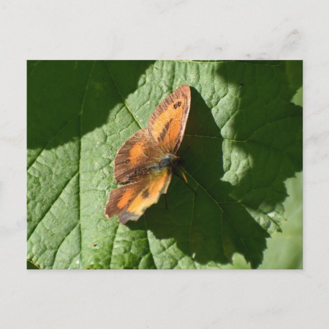 Butterfly Postcard (Front)