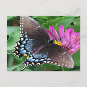 Butterfly Postcard