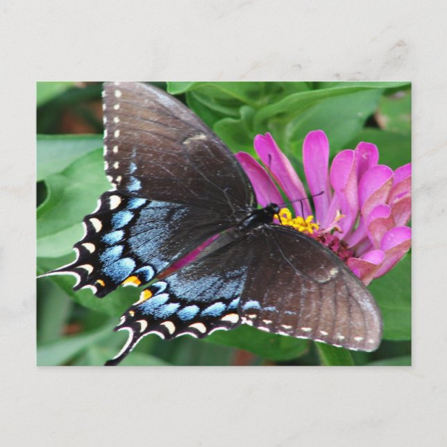 Butterfly Postcard (Front)