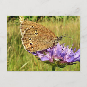 Butterfly Postcard