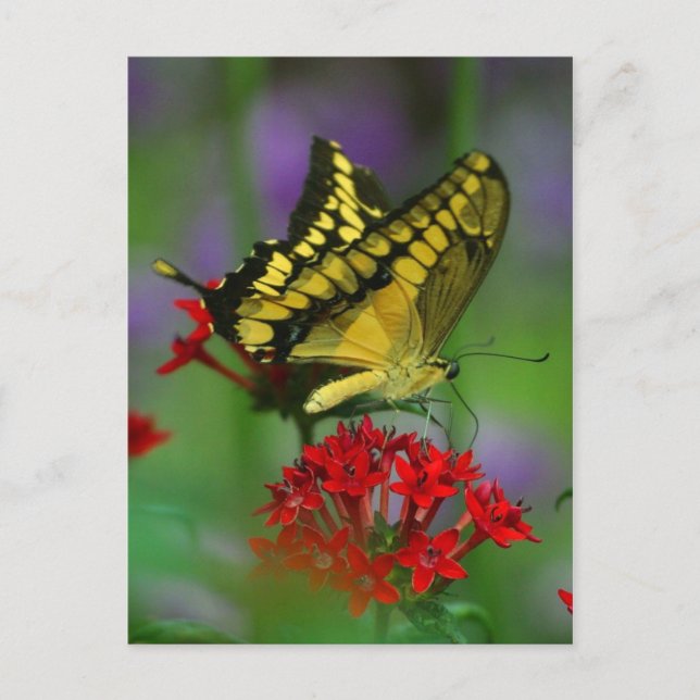 butterfly postcard (Front)