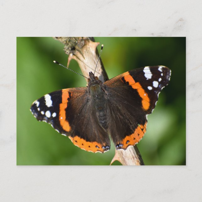 Butterfly Postcard (Front)