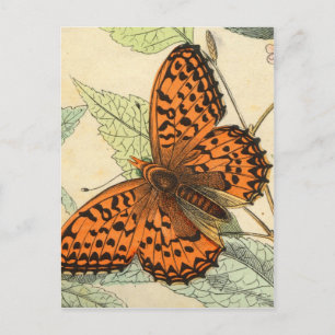 Butterfly Postcard