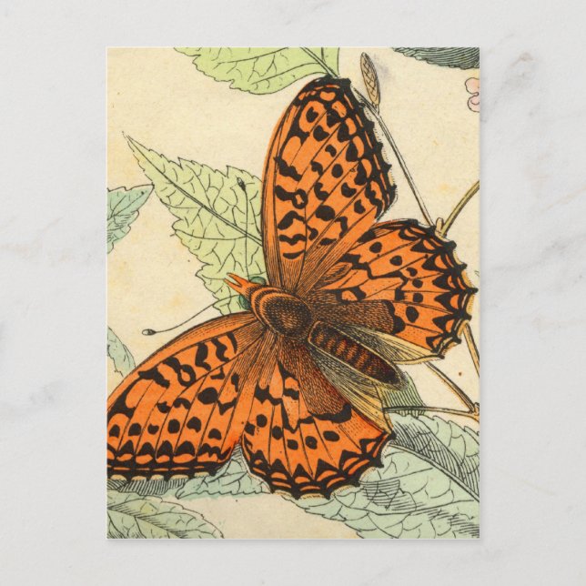 Butterfly Postcard (Front)
