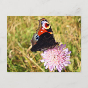 Butterfly Postcard