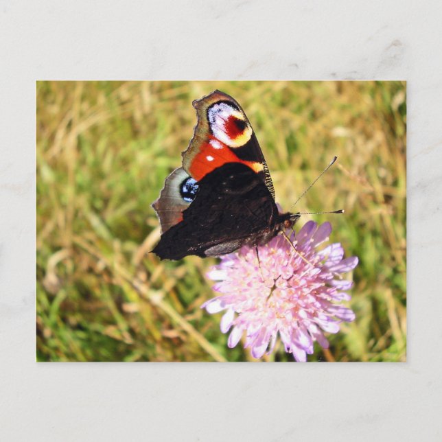 Butterfly Postcard (Front)