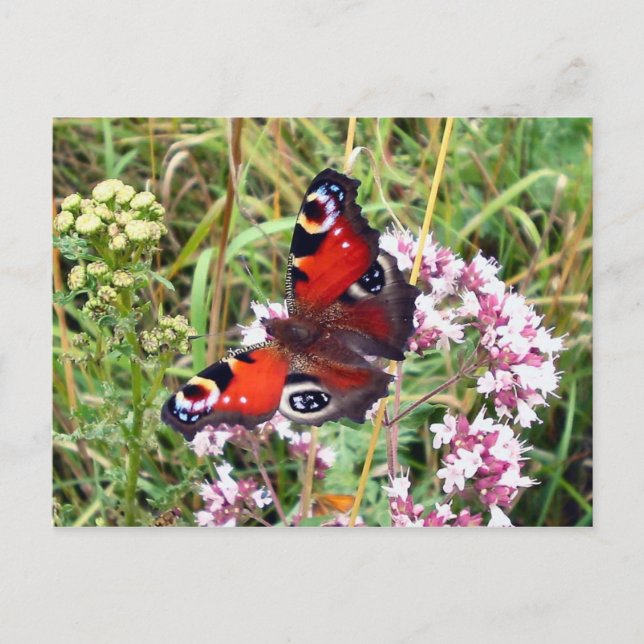 Butterfly Postcard (Front)