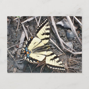 Butterfly postcard