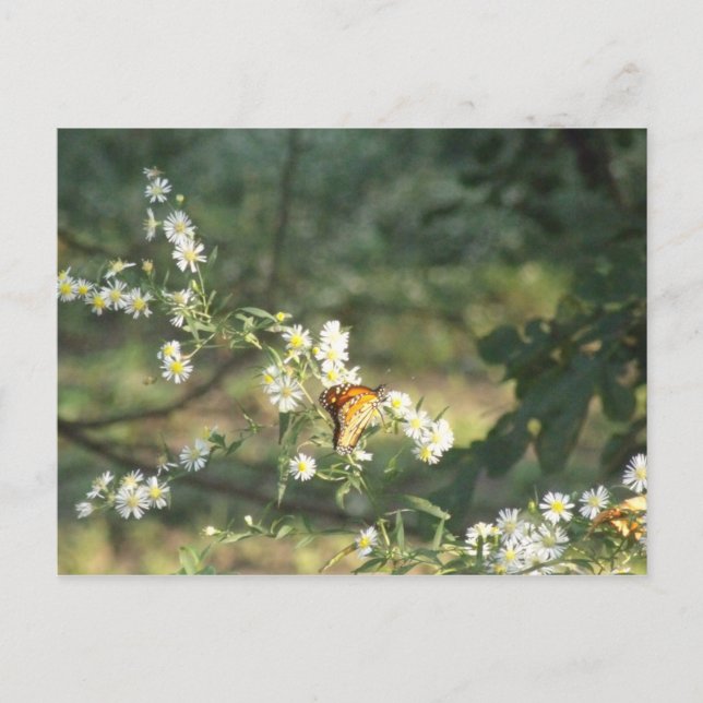 Butterfly Postcard (Front)