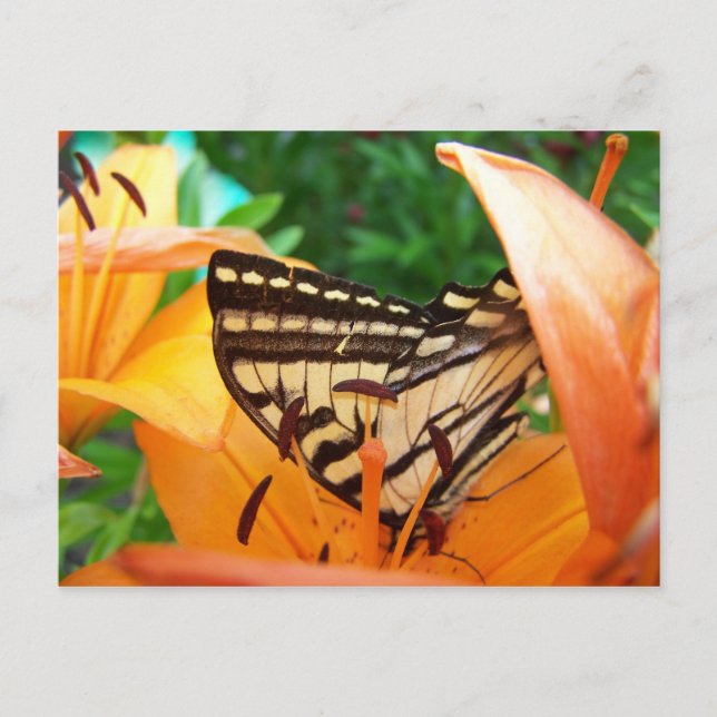 Butterfly Postcard (Front)