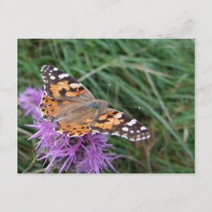 Butterfly Postcard