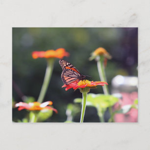 Butterfly Postcard