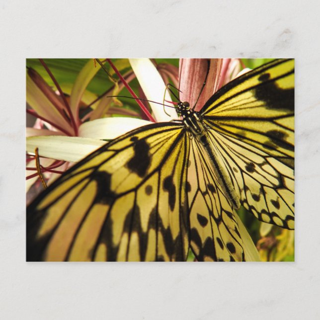 Butterfly Postcard (Front)