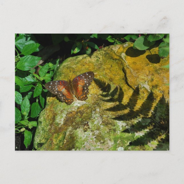 Butterfly Postcard (Front)