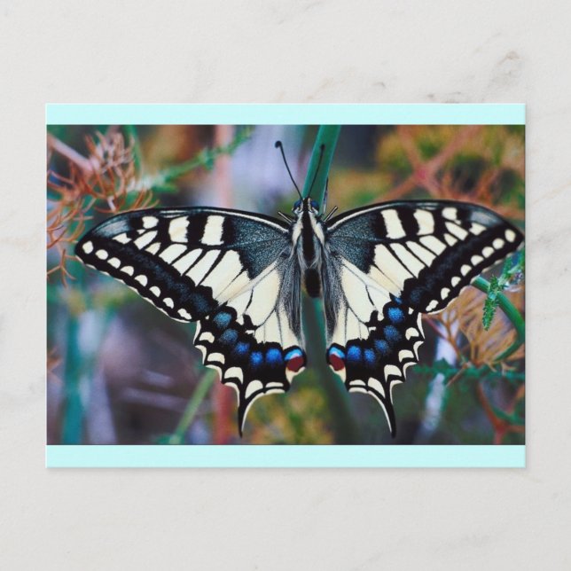 Butterfly Postcard (Front)