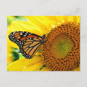 Butterfly Postcard