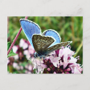 Butterfly Postcard