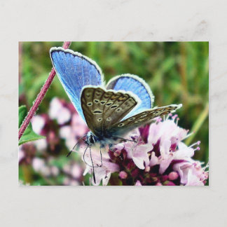 Butterfly Postcard