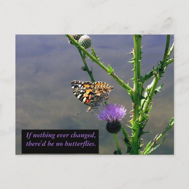 Butterfly Postcard (Front)
