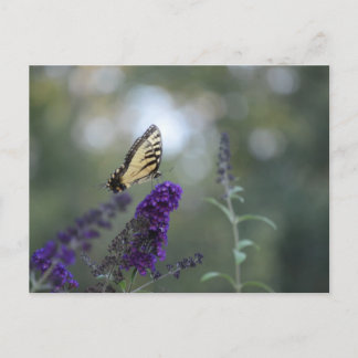 Butterfly Postcard Buddleia with Bokeh Beautiful
