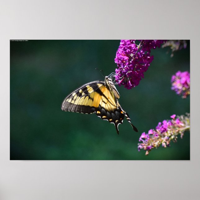 Butterfly,  poster (Front)