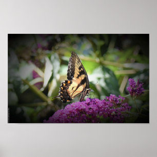 Butterfly, poster
