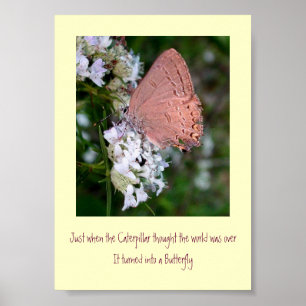 Butterfly Poster