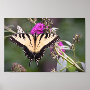 Butterfly, poster