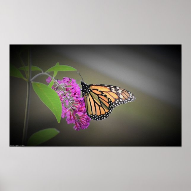 Butterfly, Poster (Front)