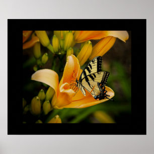 Butterfly Poster
